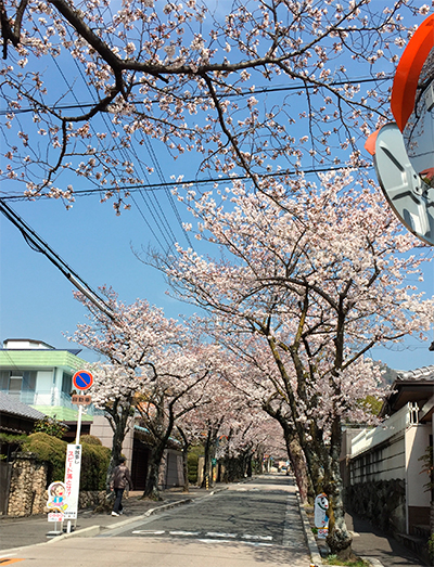 桜通り