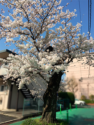 桜
